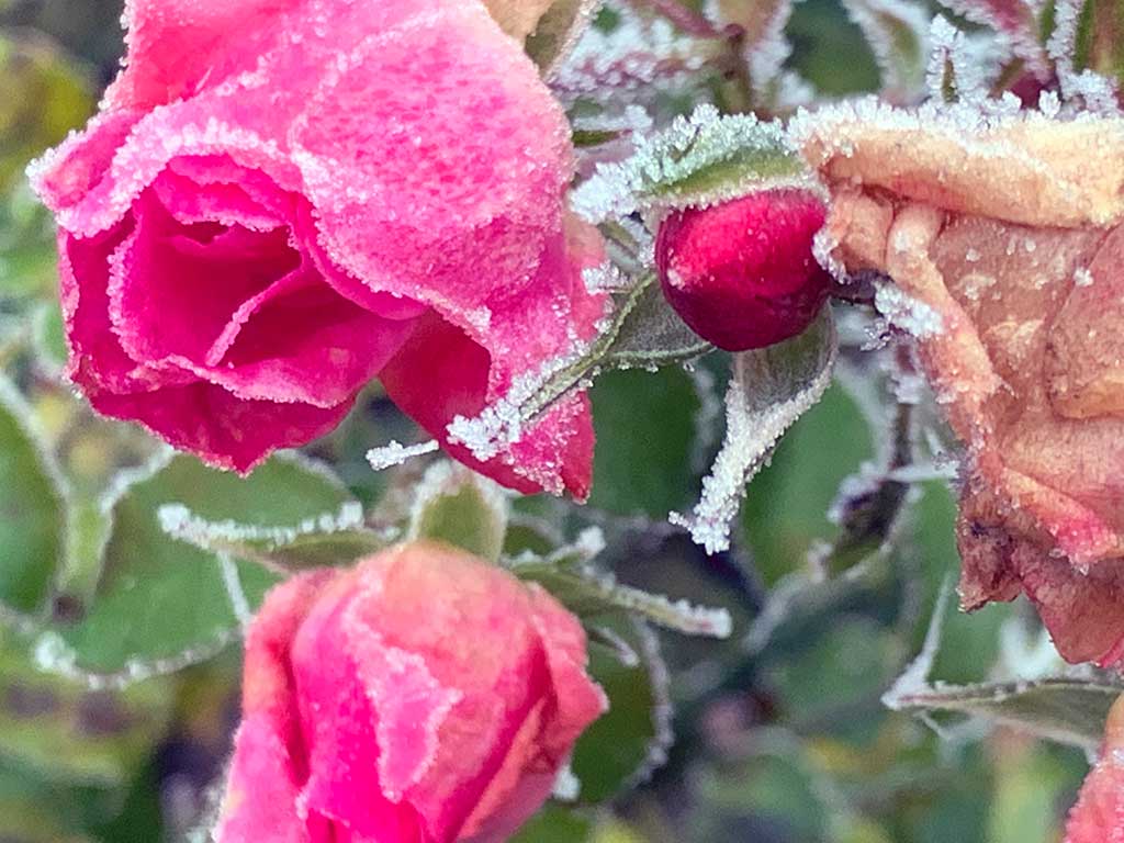 Blumen im Garten
