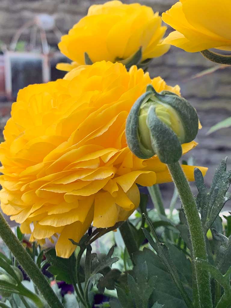 Unser Garten