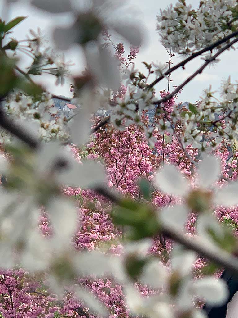 Blumen im Garten